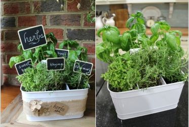 Ý tưởng trồng cây thảo mộc trong nhà bạn !!!
